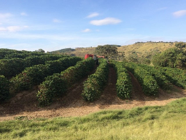 Colhedora de café mecanizada